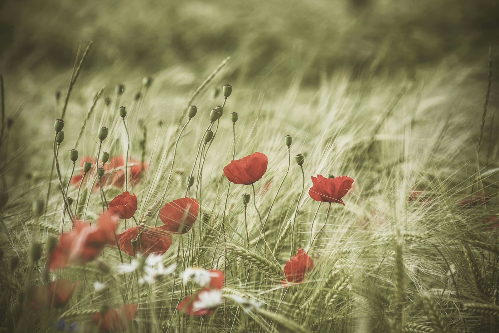 Canon EF 80-200mm F4.5-5.6 II sample photo. Red-petaled flowers photography