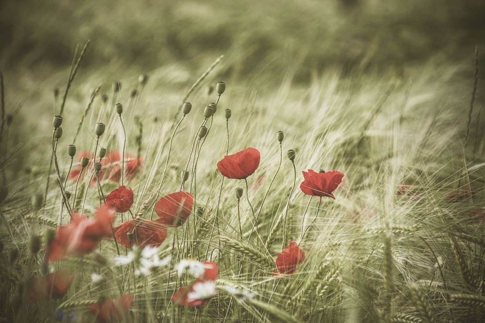 red-petaled flowers