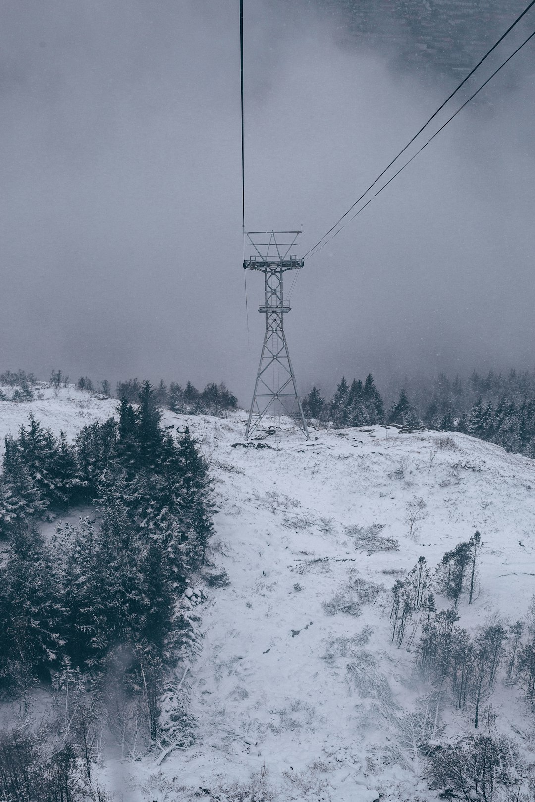 snow covered trees