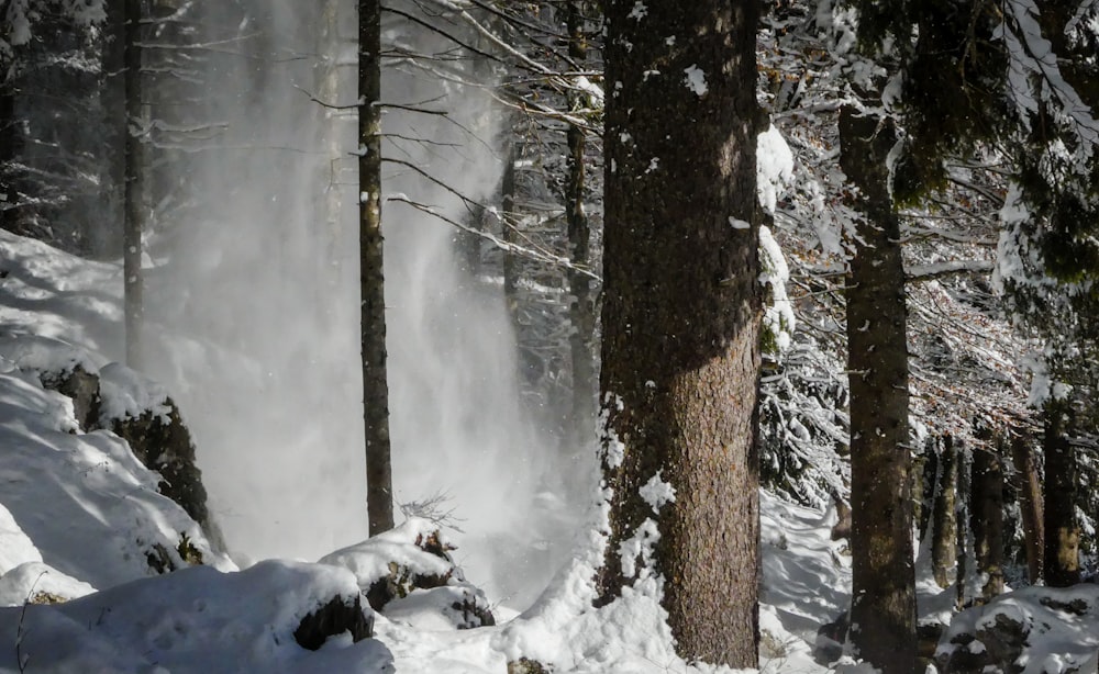albero coperto di neve durante il giorno