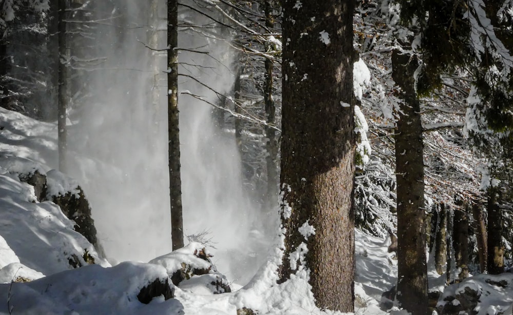 tree covered with snow during daytime