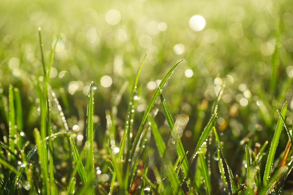 dew drops on green grasses
