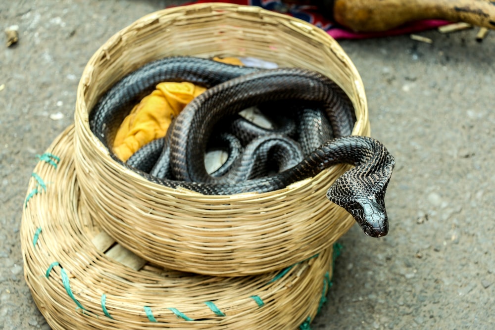 black snake in basket