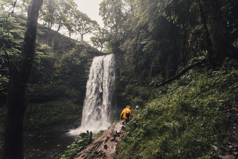 person walking beside waterfalls surrounded by trees