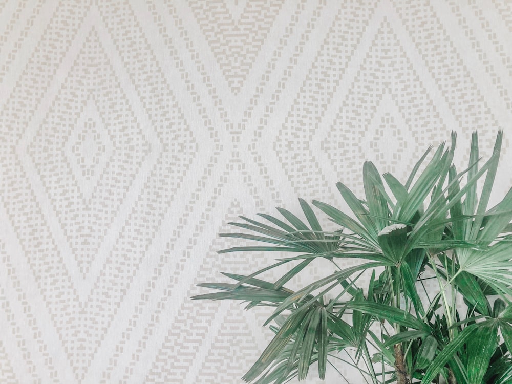 green leaf plant near white surface