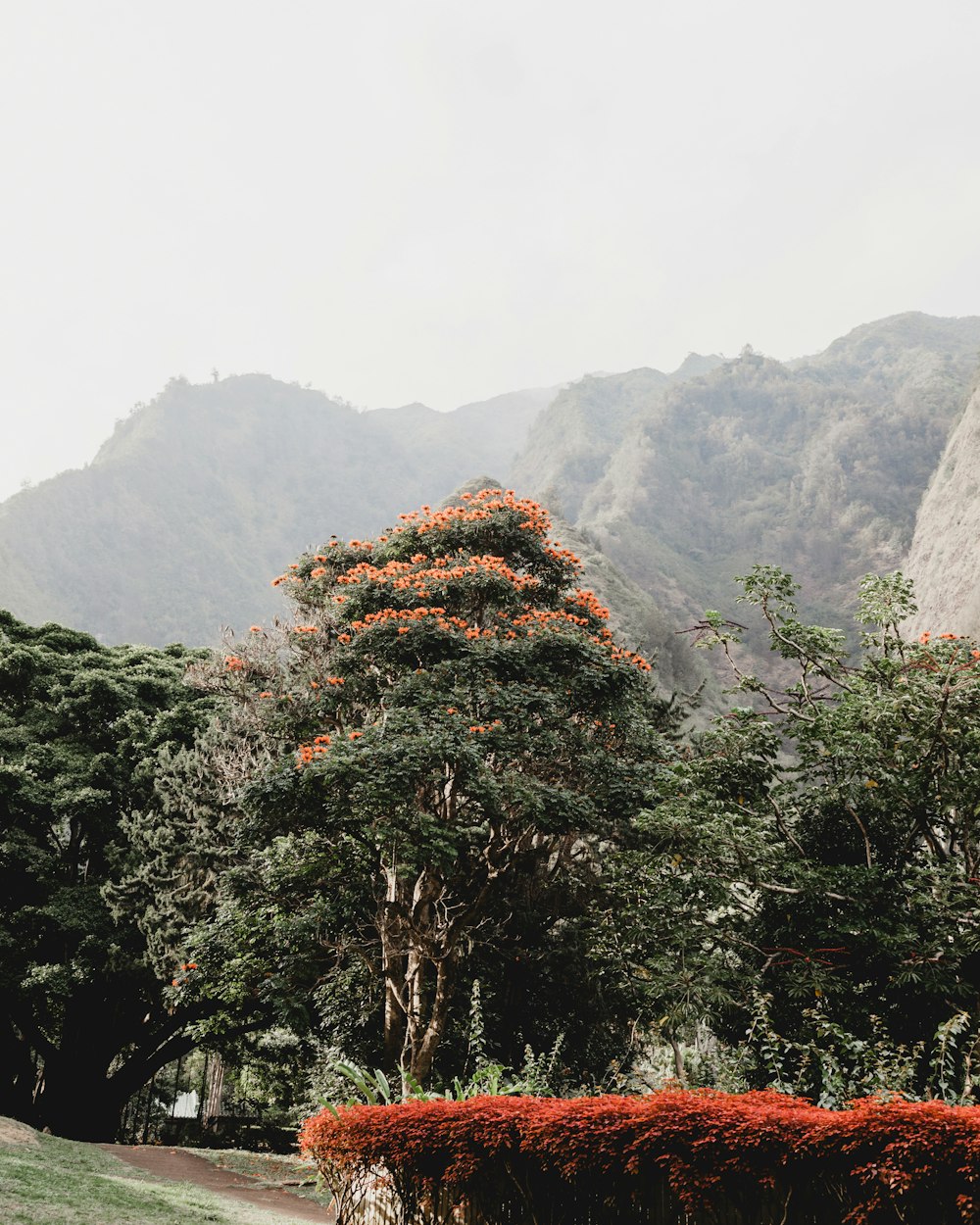 green leafed tree