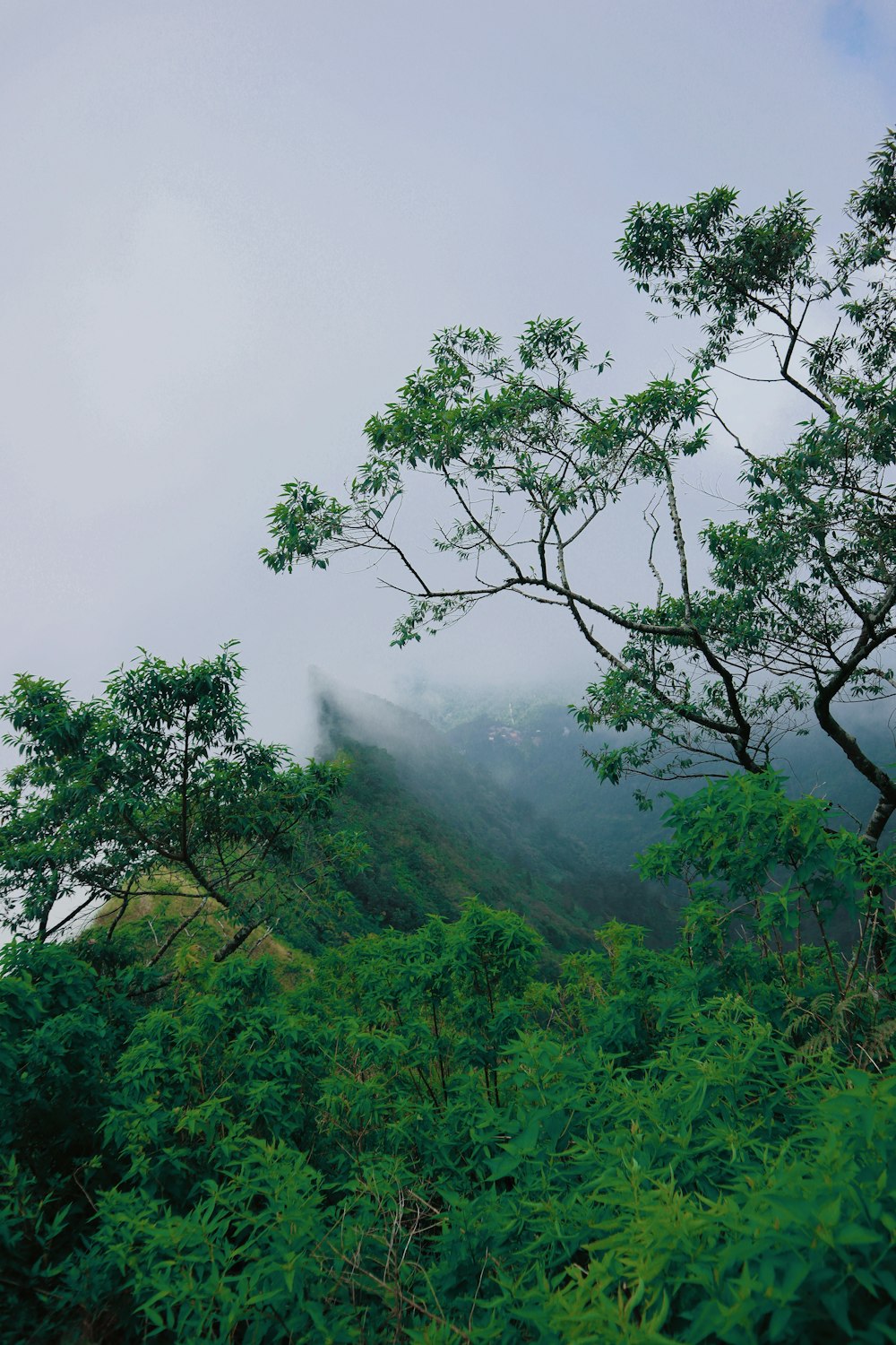 aerial view of green trees