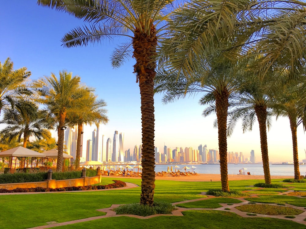 green leaf palm tree near high rise buildings