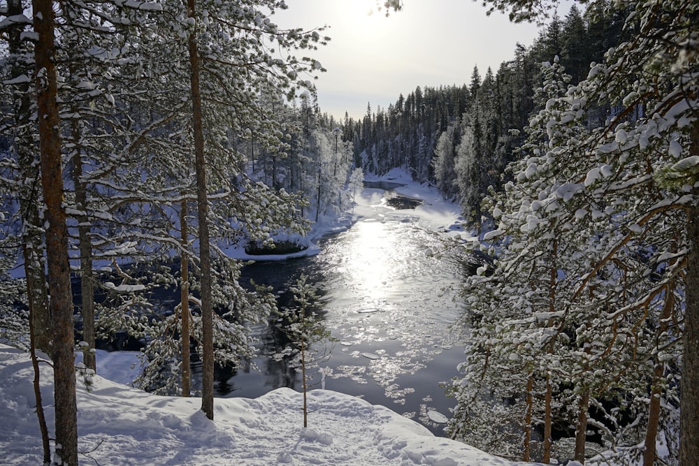 a river running through a snow covered forest