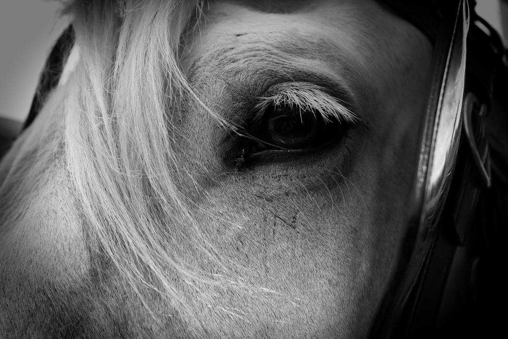 grayscale photo of horse