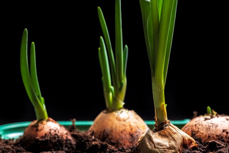 How to plant onions at home