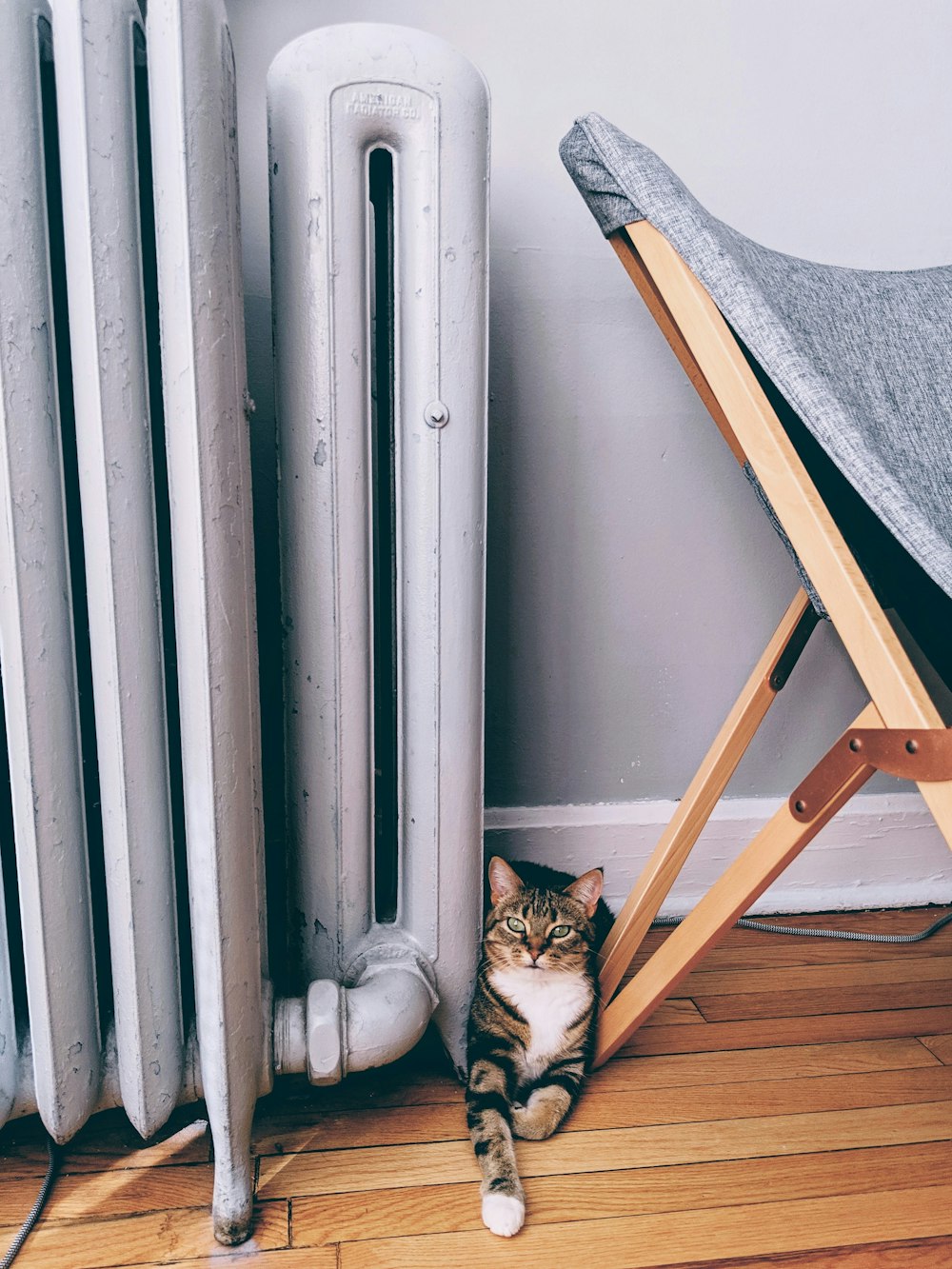 a cat sitting on the floor next to a radiator