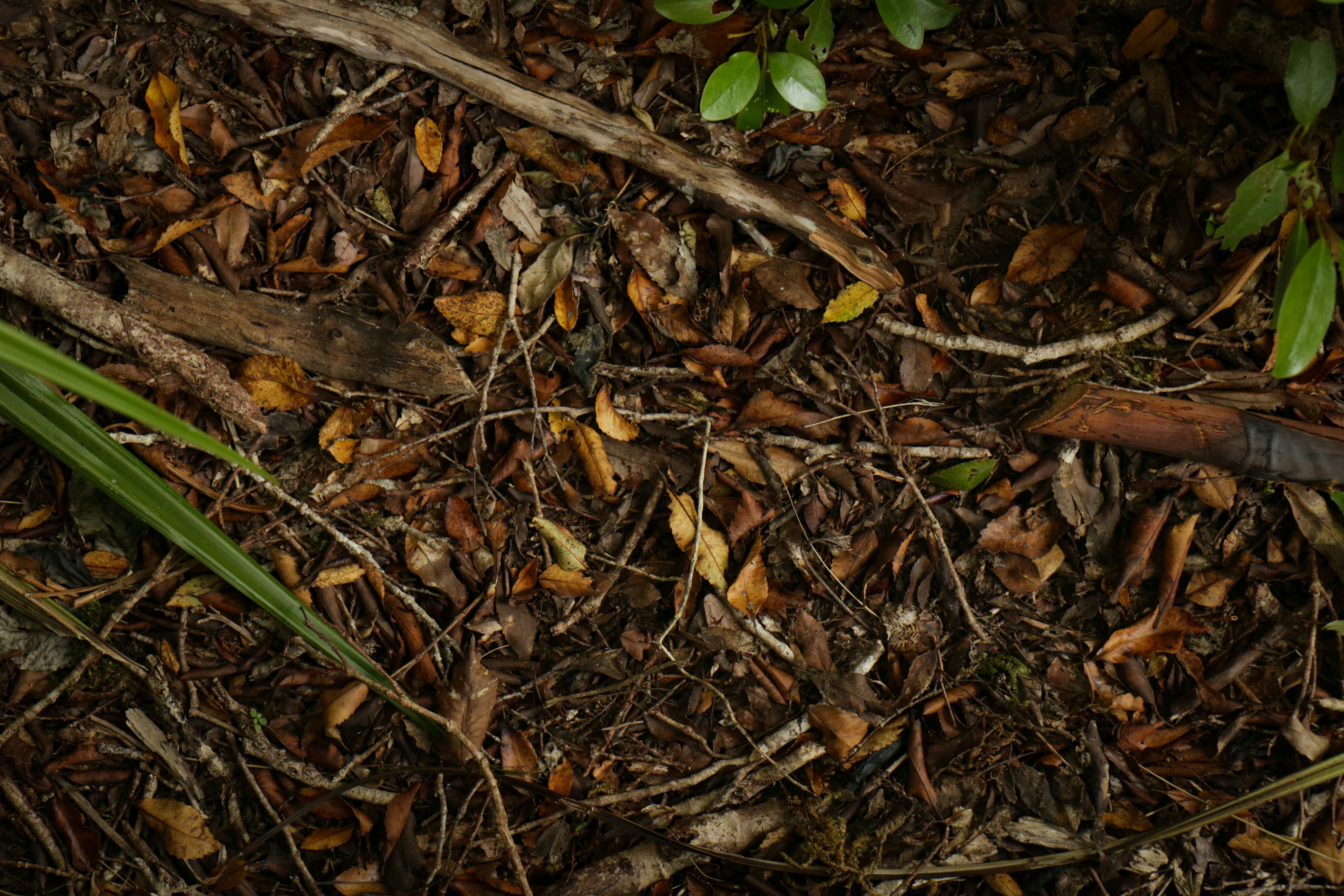 green leaf at daytime