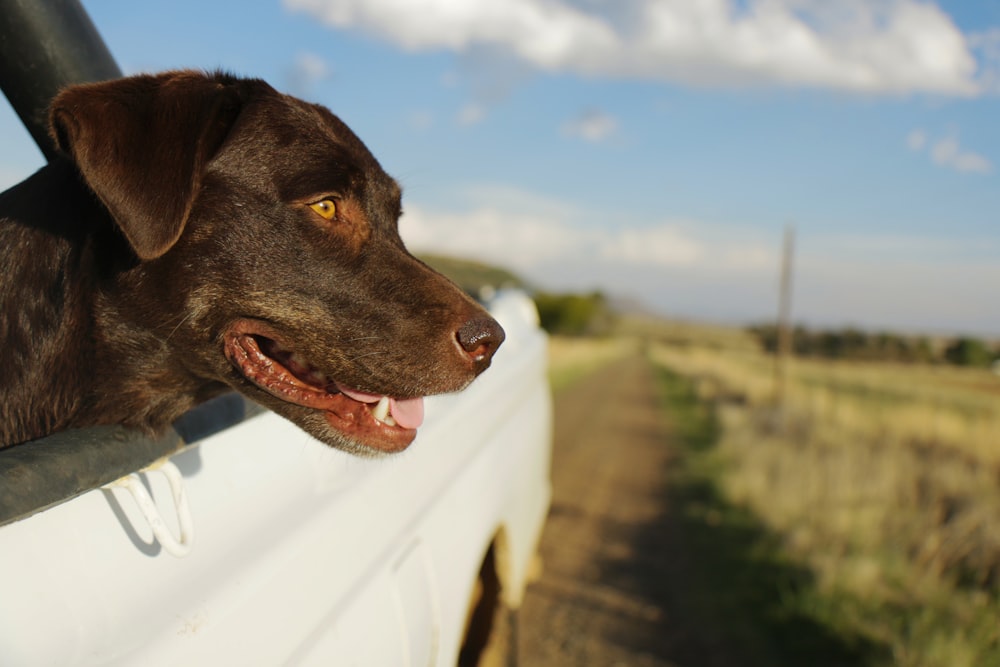 short-coated black dog near green grass field