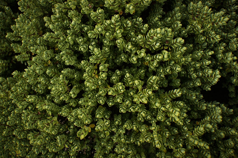 aerial photography of trees at daytime