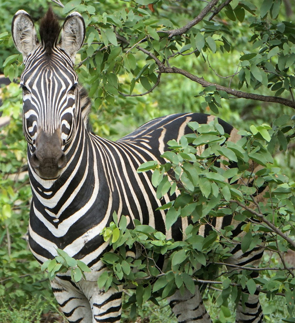 zebra branca e preta ao ar livre durante o dia