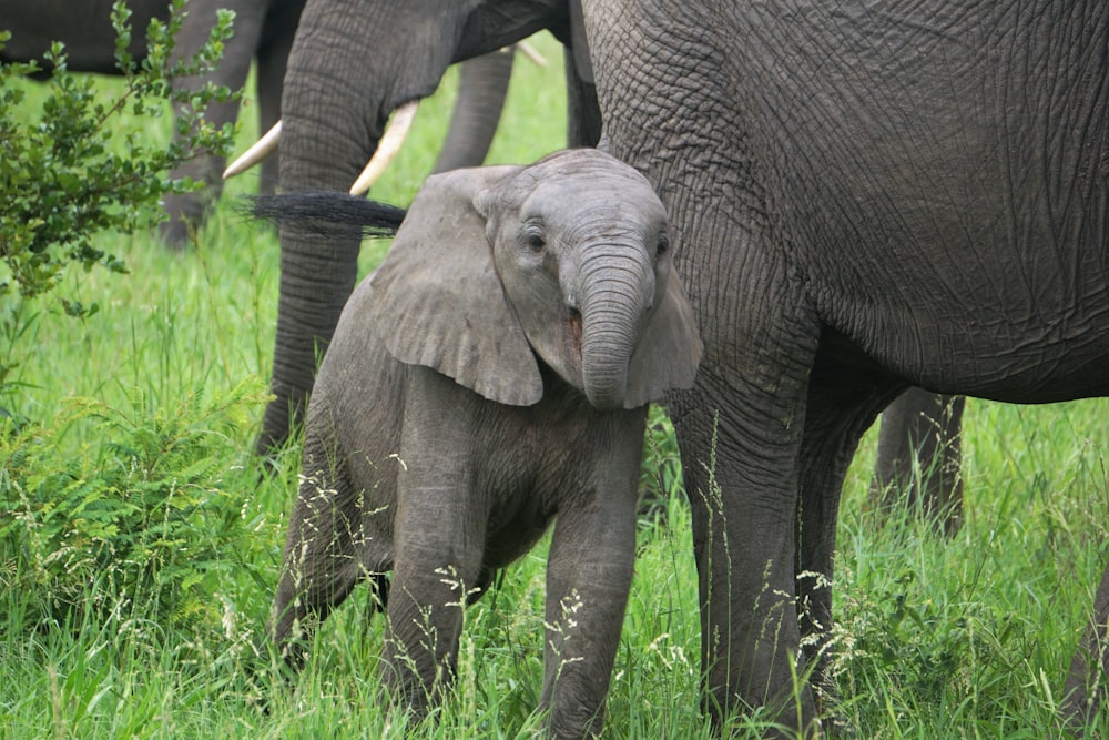baby and adult elephants grazing