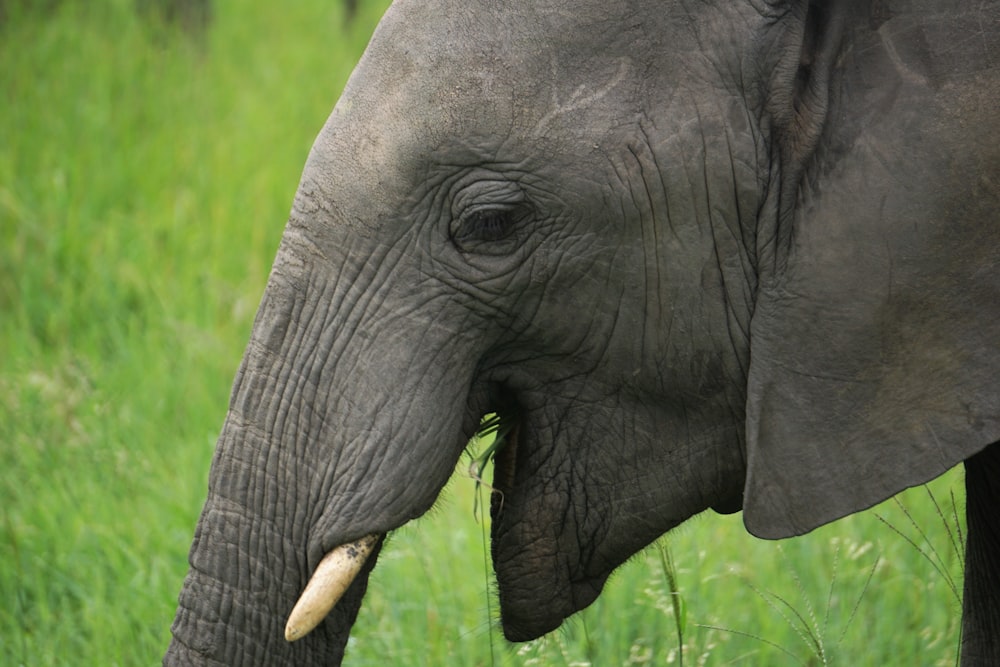 gray elephant on green grass field