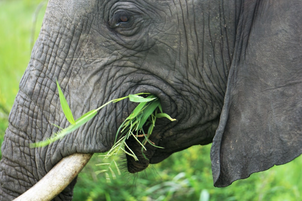 elephant eating grass in closeup photography