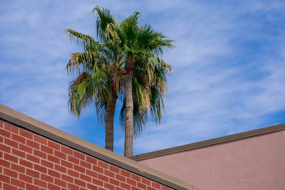 green palm tree under blue sky