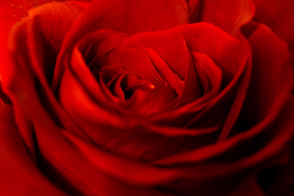 red rose flower