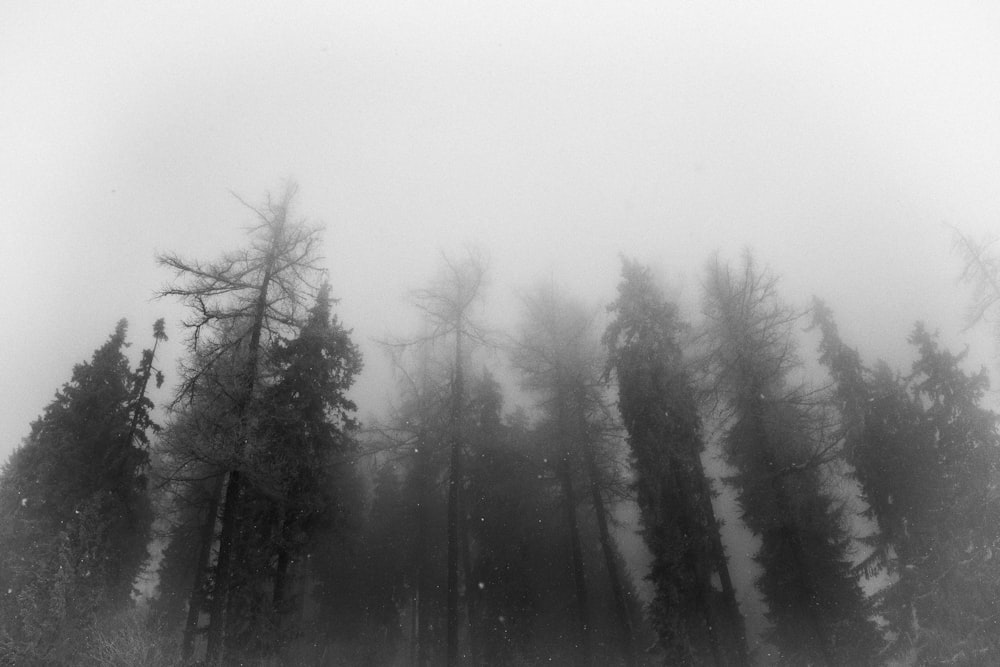 a black and white photo of a foggy forest