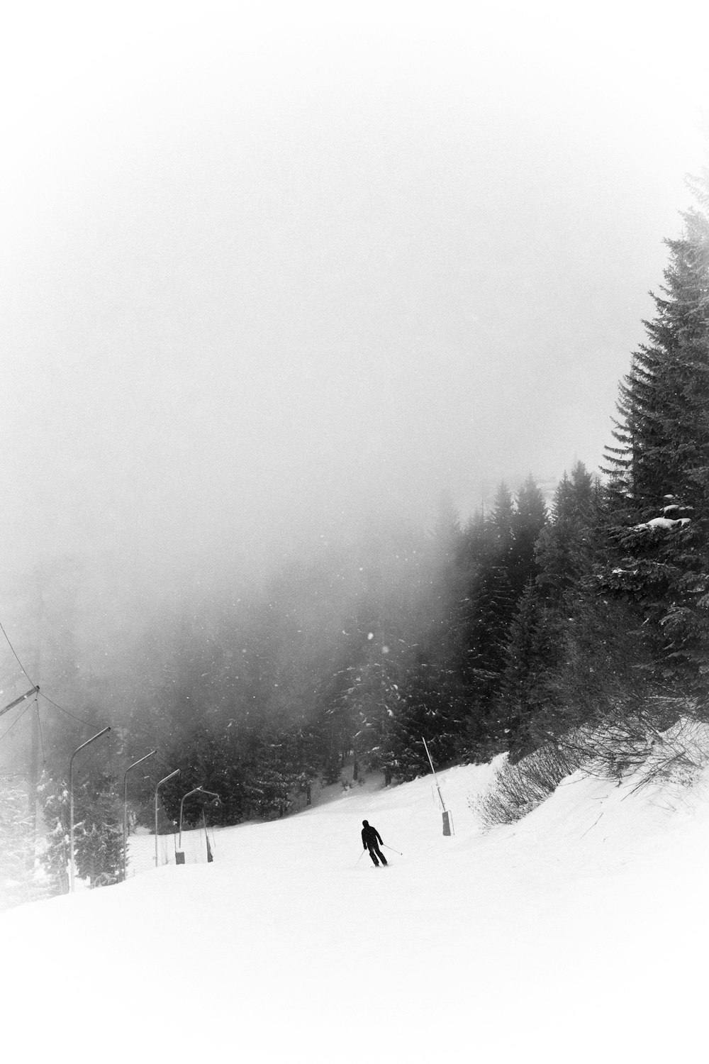 snow covered trees