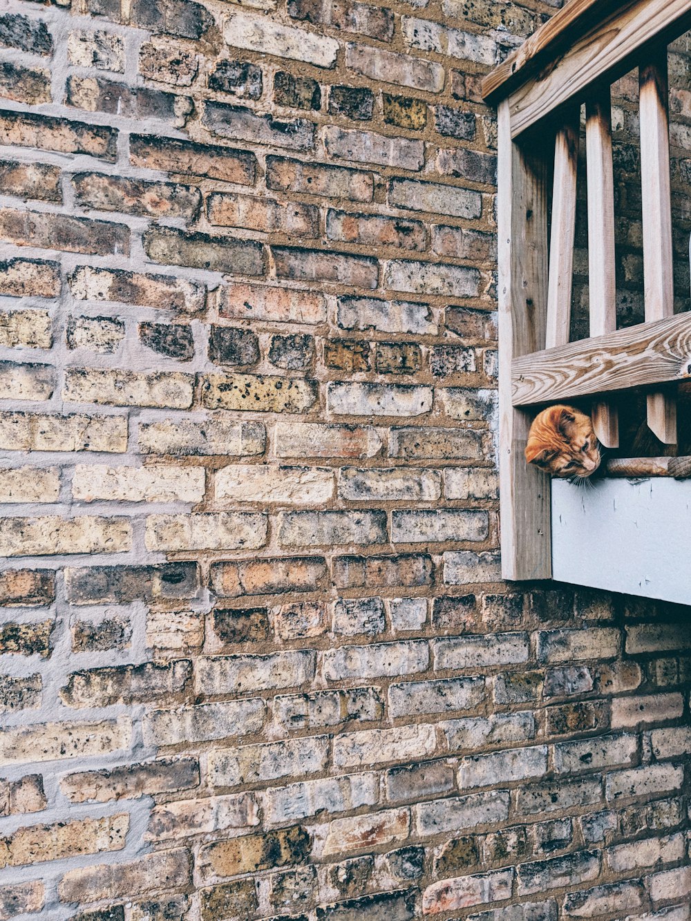 brown dog on wooden porch
