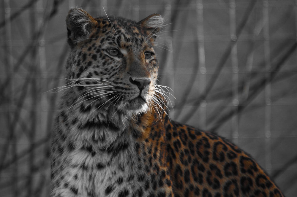 leopardo marrone e nero