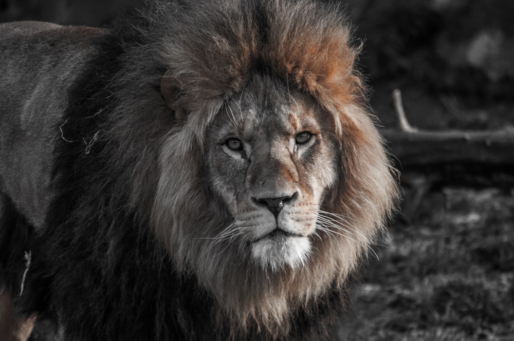 fotografia di animali selvatici del leone