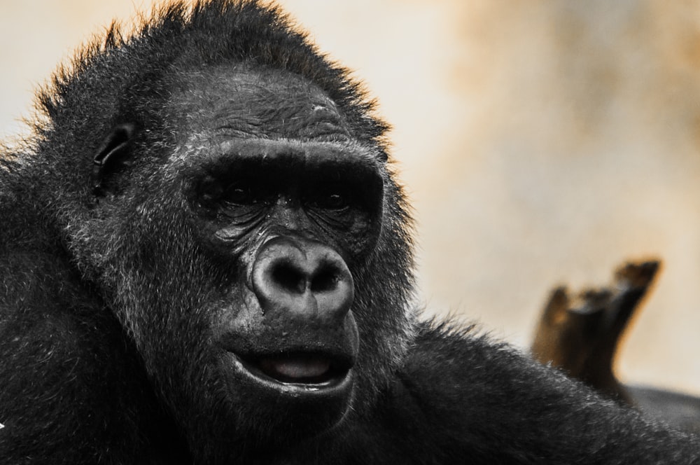 close up photography of gorilla