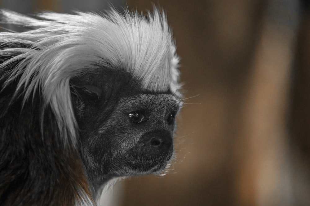 black and white monkey close-up photography