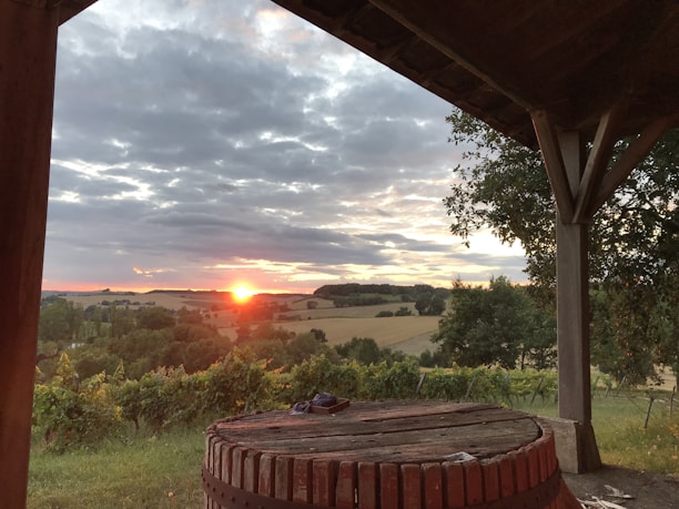 Sunset over lush vineyard rows with rustic wooden barrels in the foreground.