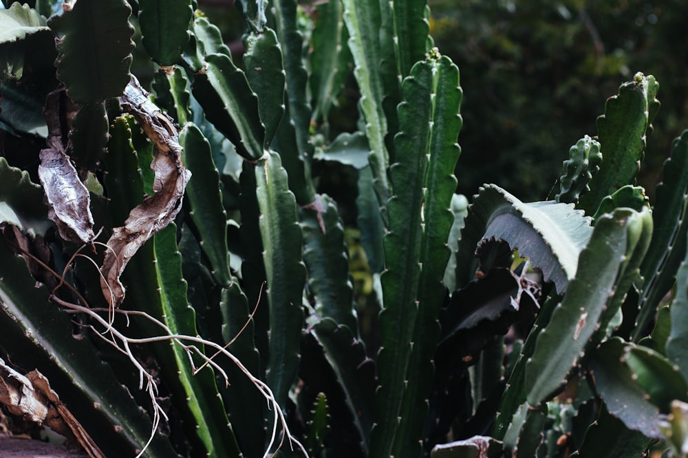 green cactus plant