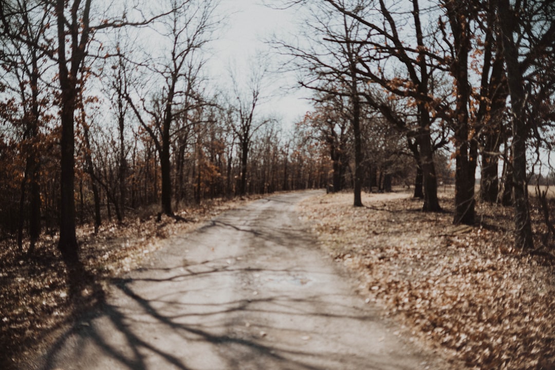 trees and road