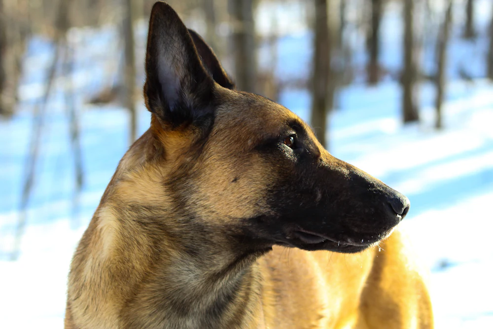 Belgian Shepherd Malinois, photo 3