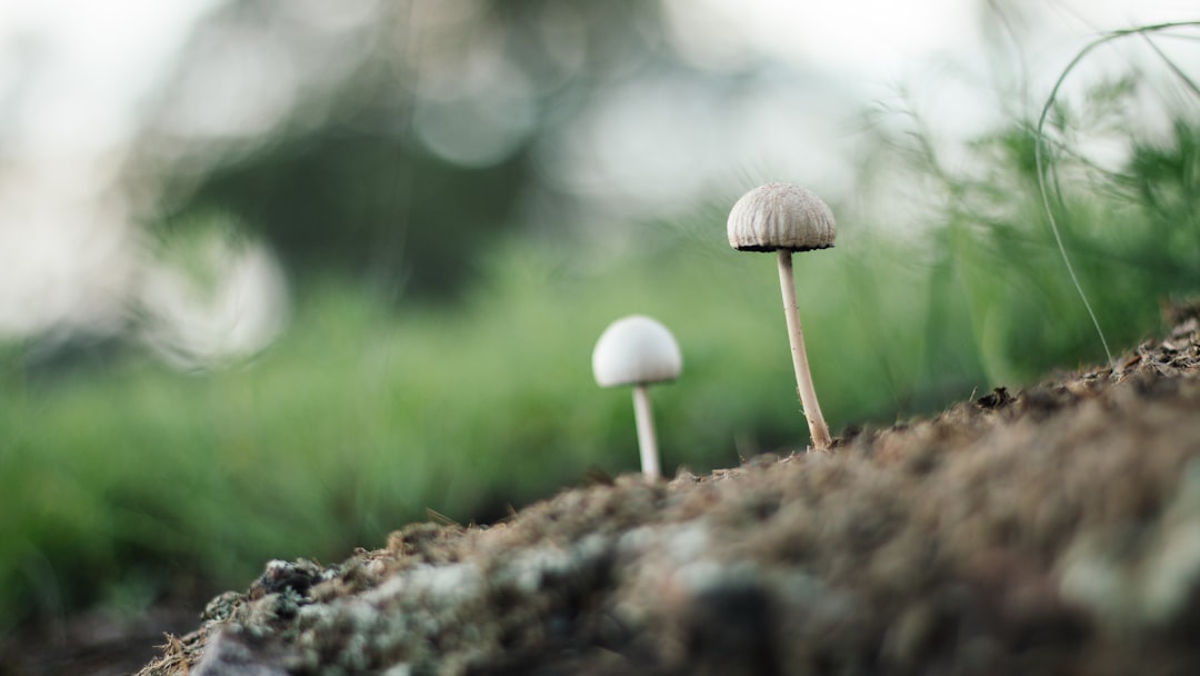 two gray and white mushrooms