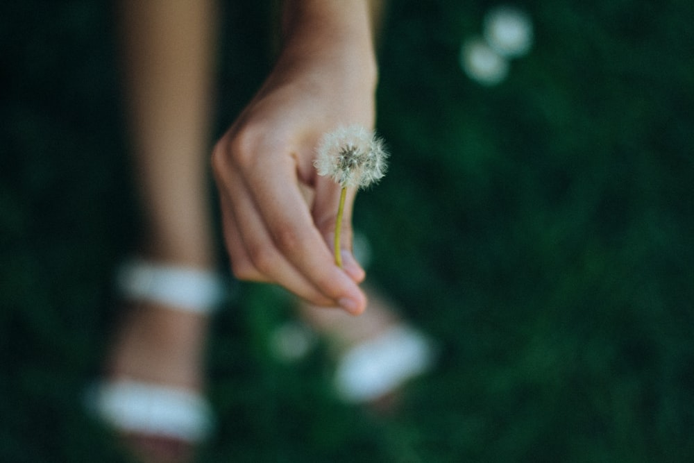 a person holding a dandelion in their hand