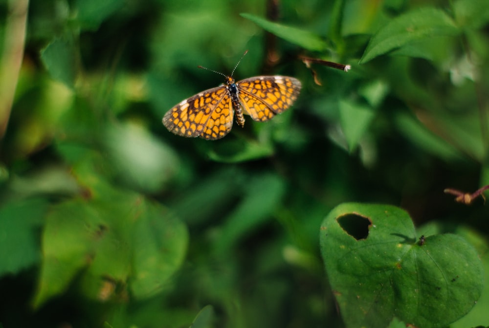 brown and black moth