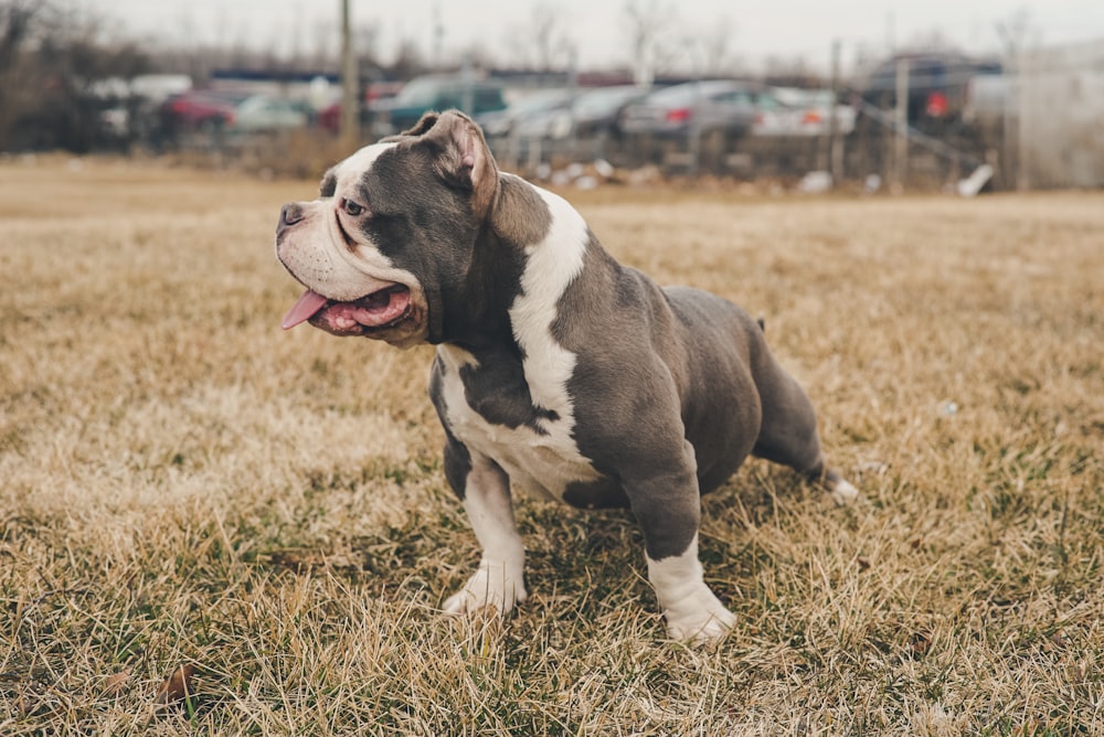 grey and white dog on grass field