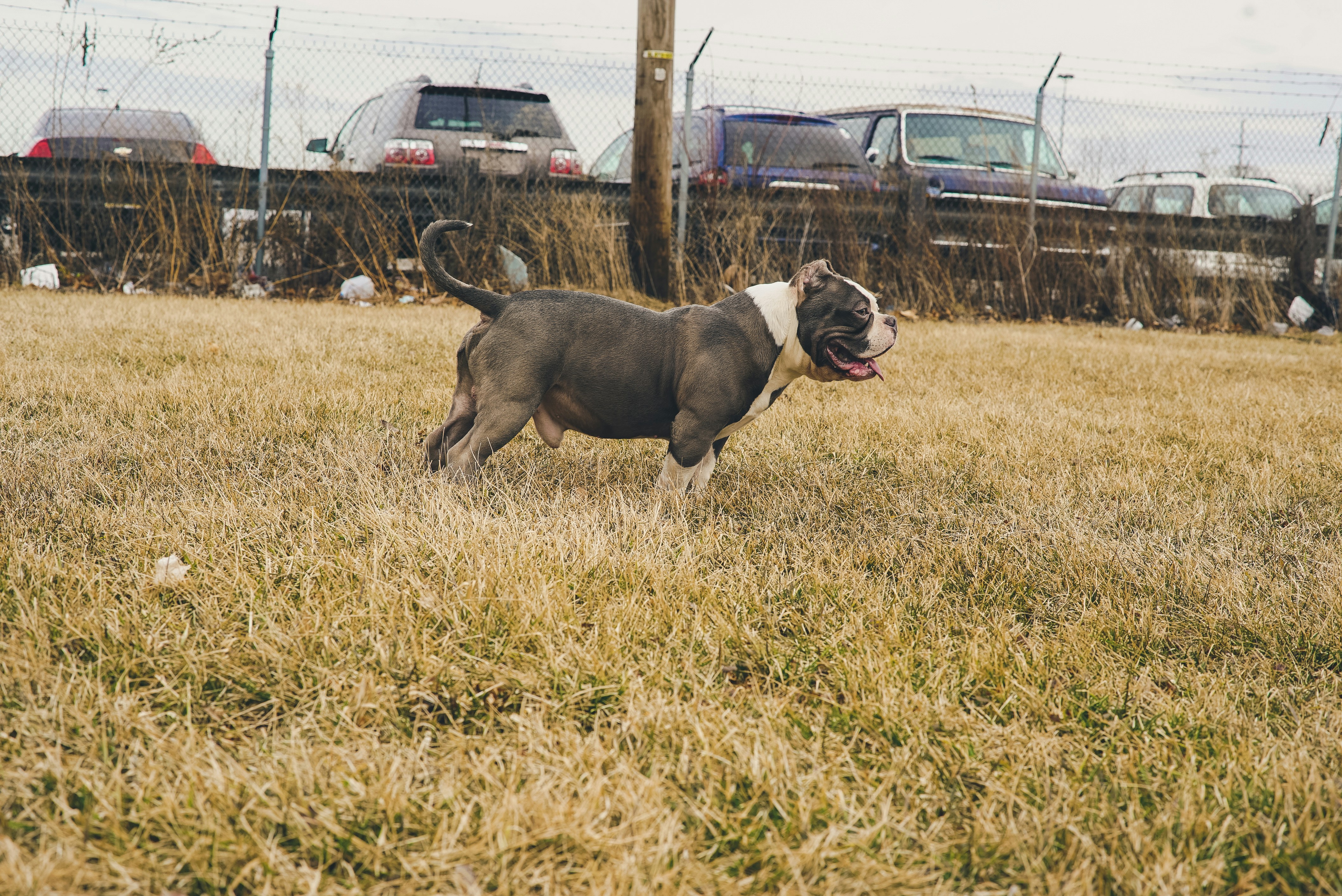 Brown and grey dog on grass field photo Free Mammal Image on Unsplash