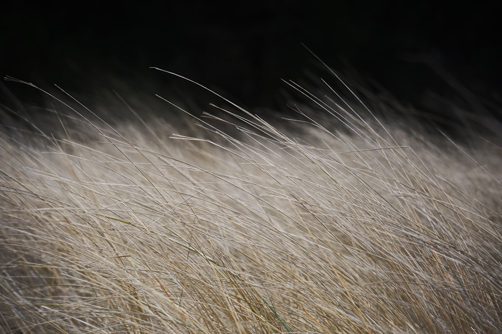 brown grass