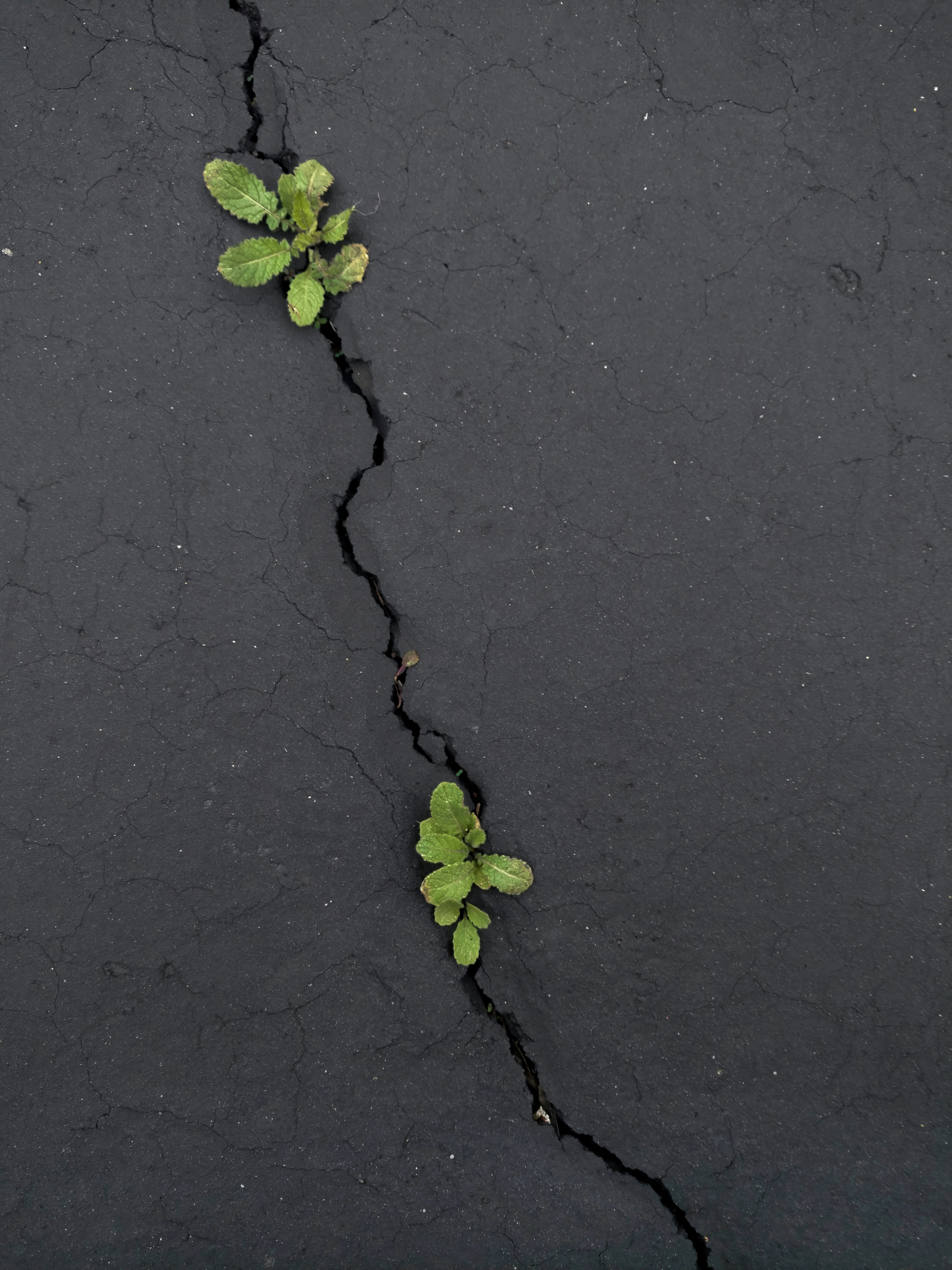 Plantas Raras em Meio à Adversidade e Crescimento Urbano em Lugares Remotos