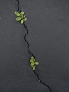 Small green plants grow through cracks in a dark asphalt surface, illustrating resilience and life emerging in an unexpected environment.
