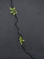 Close-up of a cracked pavement with small plants growing through, symbolizing resilience in overlooked places.