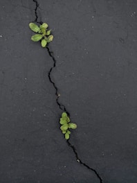Small green plants grow through cracks in a dark asphalt surface, illustrating resilience and life emerging in an unexpected environment.