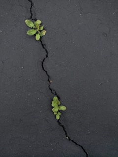 Small green plants grow through cracks in a dark asphalt surface, illustrating resilience and life emerging in an unexpected environment.
