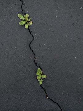Small green plants grow through cracks in a dark asphalt surface, illustrating resilience and life emerging in an unexpected environment.