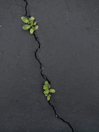 Small green plants grow through cracks in a dark asphalt surface, illustrating resilience and life emerging in an unexpected environment.