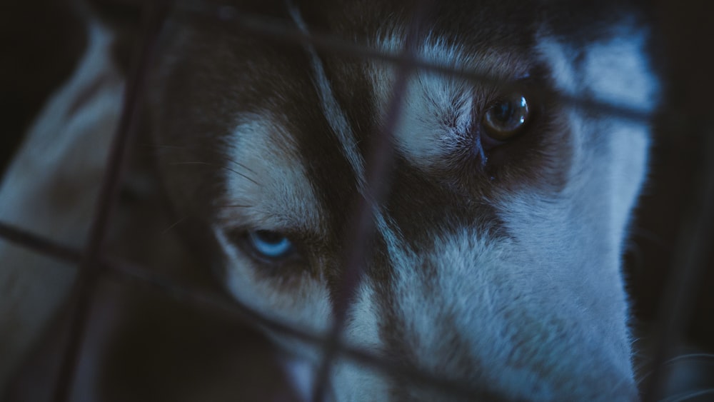 black and white husky dog